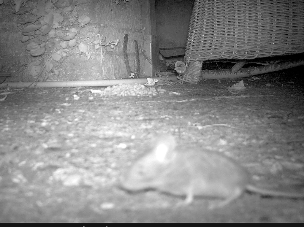   Wood Mouse 
